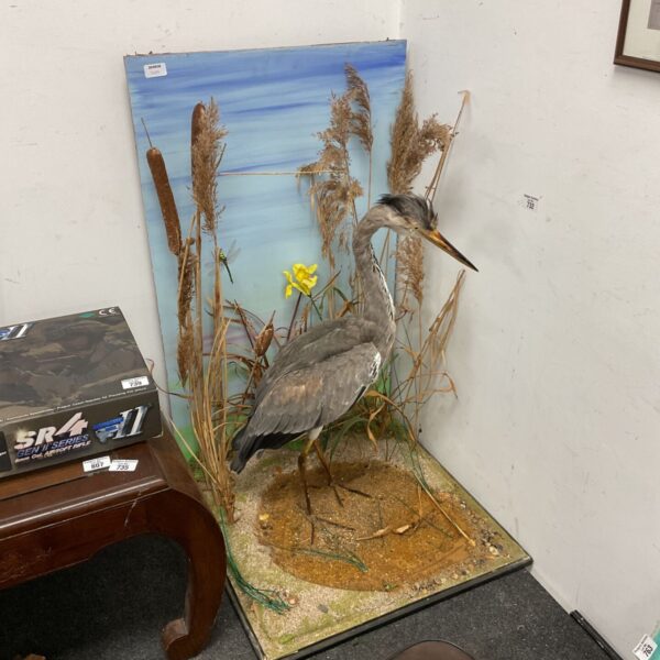 Detailed taxidermy heron diorama with reeds and water backdrop.