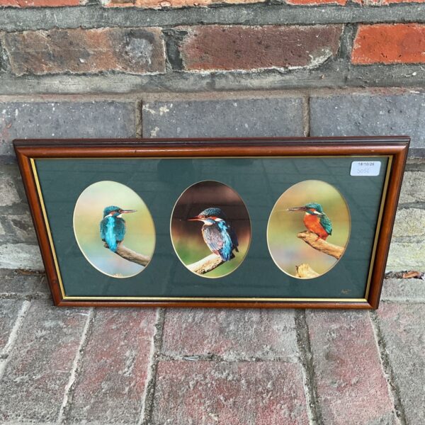 Framed kingfisher photograph by Andy Rouse, vibrant bird photography.