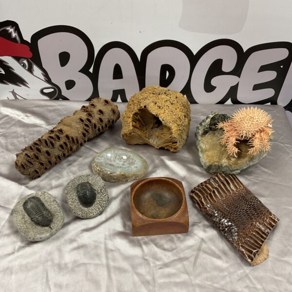 Mixed lot of trilobite fossils, coral, stone and snake skin pieces