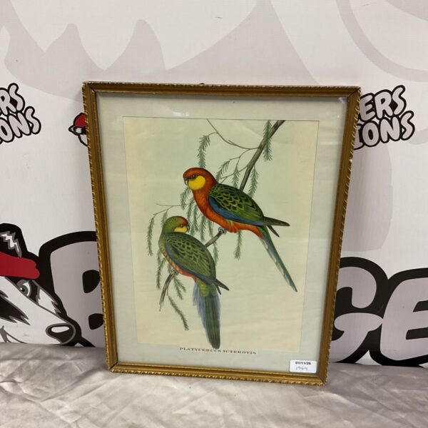 Framed J Gould and H C Richter print of two Earl of Derby parrakeets on a branch
