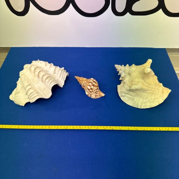 Two large sea shells and a smaller spotted shell on a blue surface