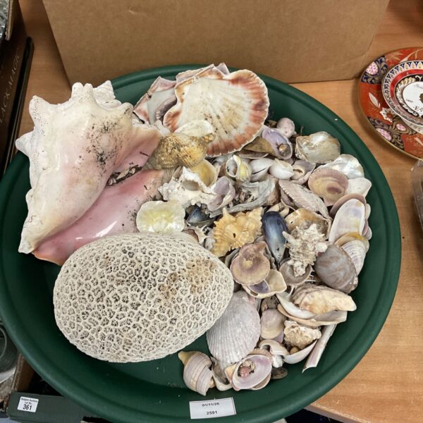 Tray of mixed sea shells including large conch and scallop shells