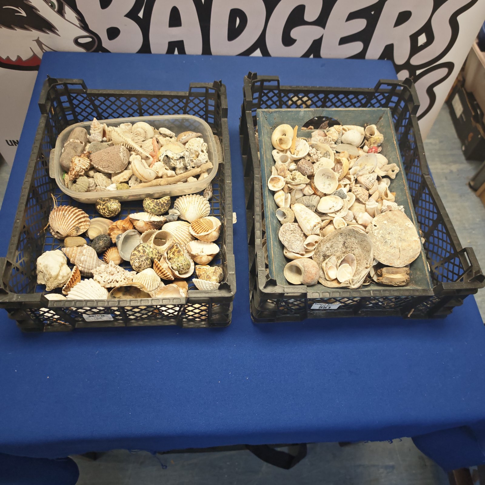 Two trays filled with a diverse seashell collection for crafting or display.