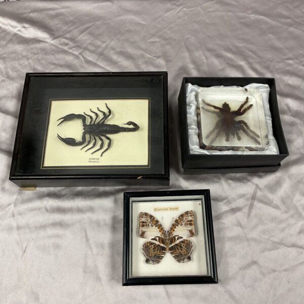 Taxidermy scorpion, resin spider and framed Glorious Begum butterfly displays