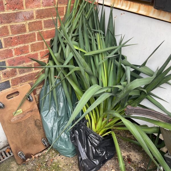 Three Ukka plants in a black bag, ready for garden planting.
