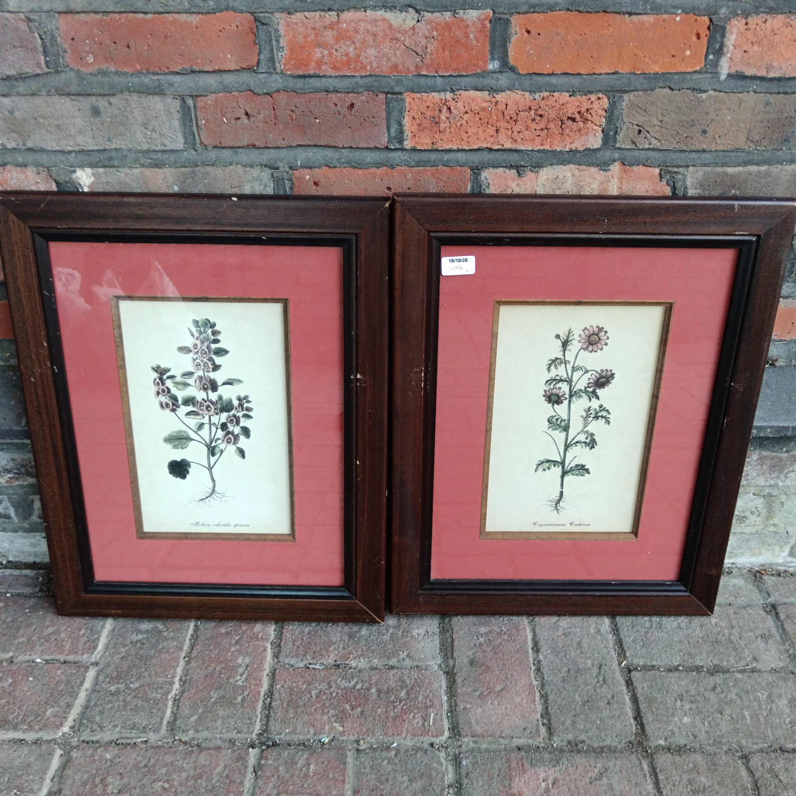 Pair of vintage hand-coloured botanical etchings in wooden frames.